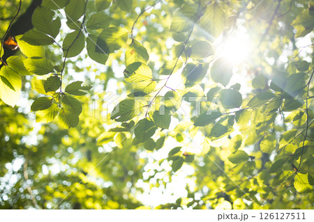 Sunlight Shining Through Green Tree Leaves in Peaceful Summer Forest 126127511