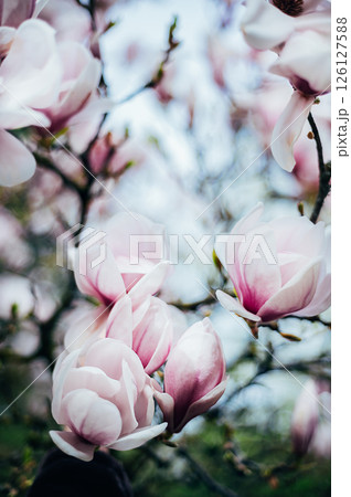 Pink Magnolia Tree with Blooming Flowers during Springtime Pink Magnolia Tree with Blooming Flowers during Springtime 126127588