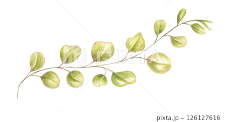 Delicate twisting branch with small round leaves watercolor illustration isolated background. Hand painted abstract plant for botanical designs, wedding stationery, organic packaging 126127616