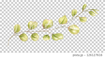 Delicate twisting branch with small round leaves watercolor illustration isolated background. Hand painted abstract plant for botanical designs, wedding stationery, organic packaging 126127616