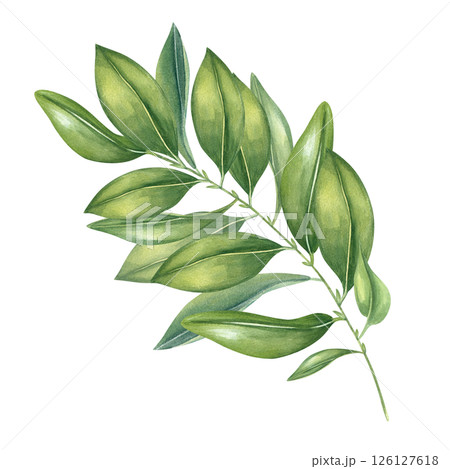 Citrus tree branch with glossy green leaves watercolor illustration isolated background. Hand painted lush aromatic foliage. Floral element for organic food packaging, garden center branding, poster Citrus tree branch with glossy green leaves watercolor illustration isolated background. Hand painted lush aromatic foliage. Floral element for organic food packaging, garden center branding, poster 126127618