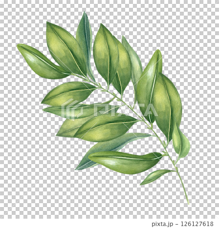 Citrus tree branch with glossy green leaves watercolor illustration isolated background. Hand painted lush aromatic foliage. Floral element for organic food packaging, garden center branding, poster Citrus tree branch with glossy green leaves watercolor illustration isolated background. Hand painted lush aromatic foliage. Floral element for organic food packaging, garden center branding, poster 126127618