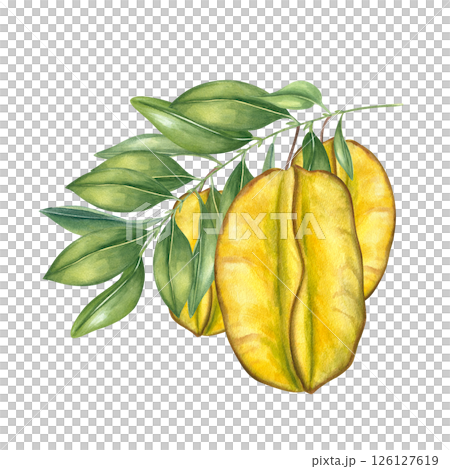 Ripe carambolas hanging on branch with glossy green leaves watercolor illustration isolated background. Star fruits exotic botanical composition for tropical food packaging, healthy juice labels 126127619