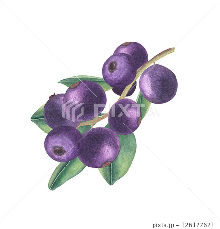 Dark purple berries on branch with green leaves watercolor illustration isolated background. Blackcurrant or bilberry for organic food packaging, mystical botanical design, and healthy lifestyle 126127621