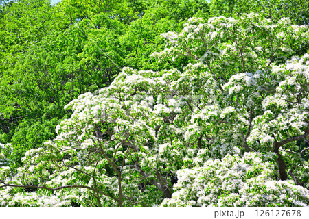 《愛知県》犬山市　天然記念物ヒトツバタゴ自生地 126127678
