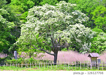 《愛知県》犬山市　天然記念物ヒトツバタゴ自生地 126127708