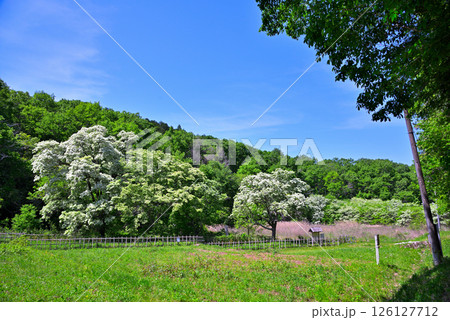 《愛知県》犬山市　天然記念物ヒトツバタゴ自生地 126127712