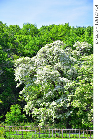 《愛知県》犬山市　天然記念物ヒトツバタゴ自生地 126127714