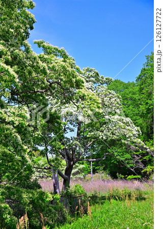 《愛知県》犬山市　天然記念物ヒトツバタゴ自生地 126127722