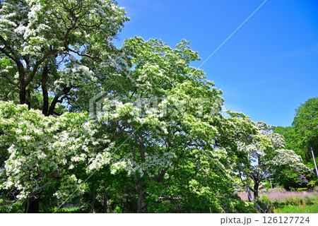 《愛知県》犬山市　天然記念物ヒトツバタゴ自生地 126127724