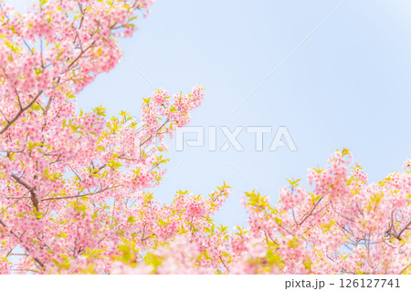 桜・春 イメージ 126127741