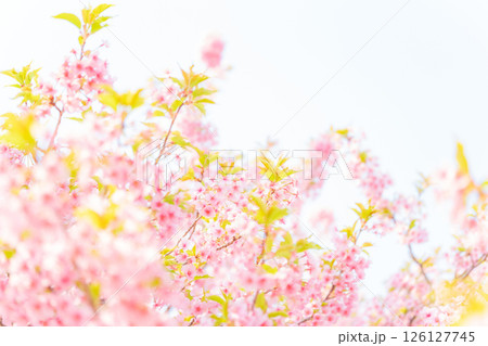桜・春 イメージ 126127745
