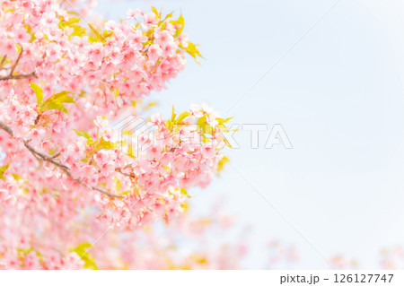 桜・春 イメージ 126127747