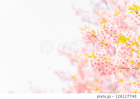 桜・春 イメージ 桜・春 イメージ 126127748
