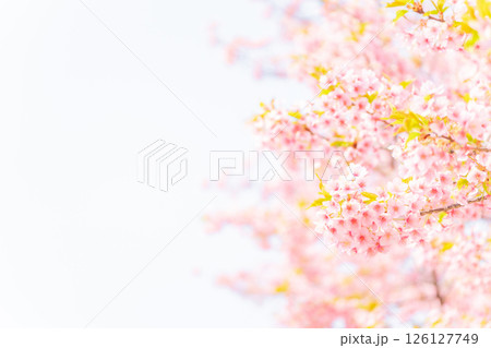 桜・春 イメージ 126127749