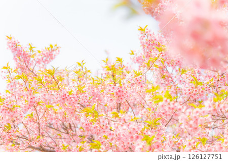 桜・春 イメージ 126127751