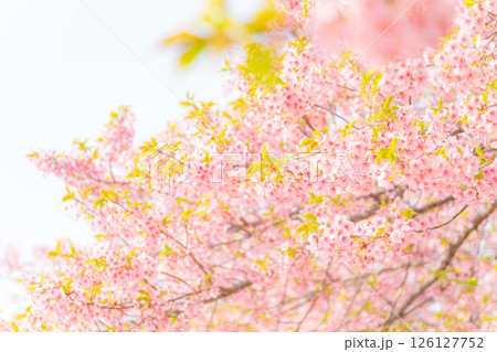 桜・春 イメージ 126127752