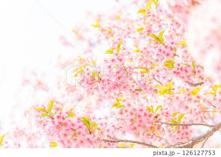 桜・春 イメージ 126127753