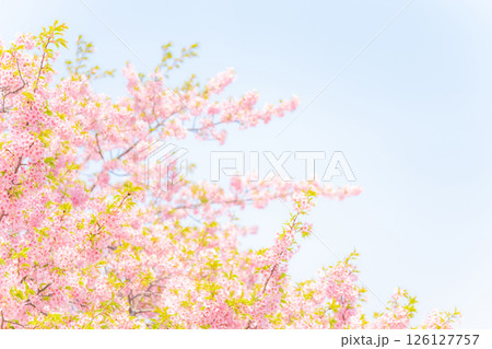 桜・春 イメージ 桜・春 イメージ 126127757