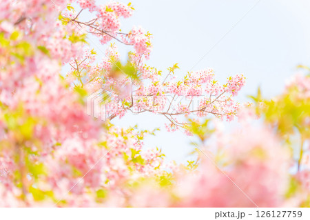 桜・春 イメージ 126127759