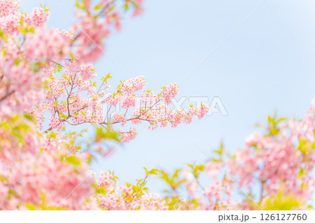 桜・春 イメージ 桜・春 イメージ 126127760