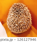 ハリネズミの背中 126127946