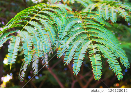 ネムノキの葉の風景 ネムノキの葉の風景 126128012