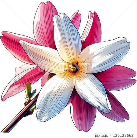 美しい花 イラスト 126128662