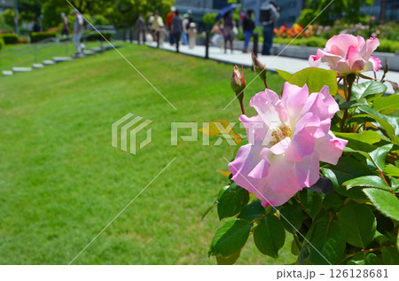 ピンク色のバラ 126128681