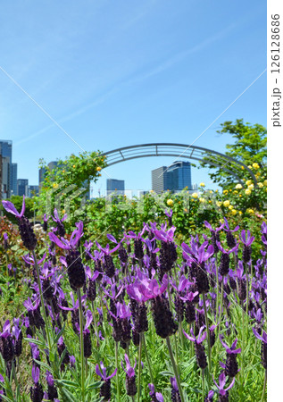 バラ園に咲くラベンダー（大阪・中之島バラ園） 126128686