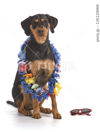 cute dog with fower collar 126129069