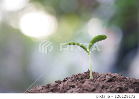 Macro closeup of small vegetable sprout with droplet Macro closeup of small vegetable sprout with droplet 126129172