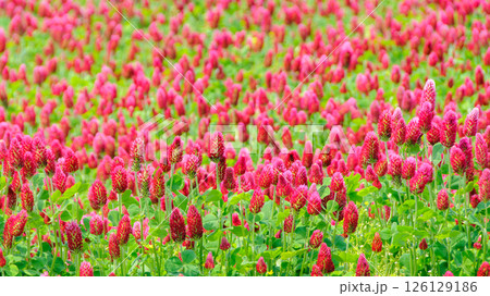 咲き誇るクリムゾンクローバーの花畑 3 126129186