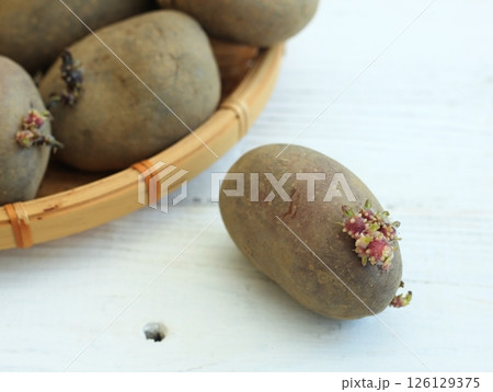 Old red tubers of budding potatoes in a basket. 126129375