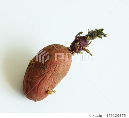 Old red tuber of budding potato on white background. Old red tuber of budding potato on white background. 126129376
