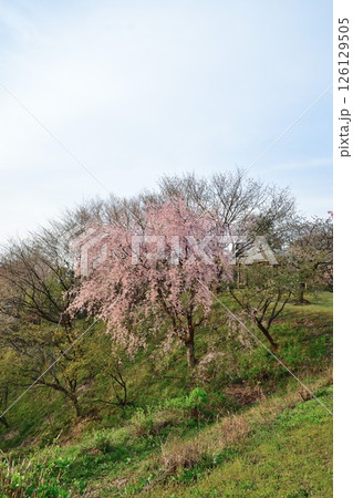 大峰山桜公園（新潟県） 126129505