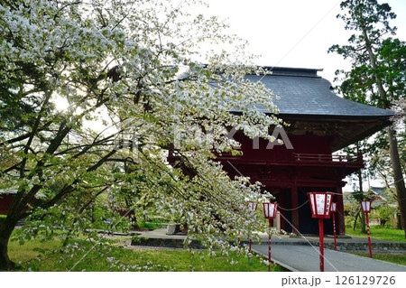 乙宝寺の桜（新潟県） 126129726