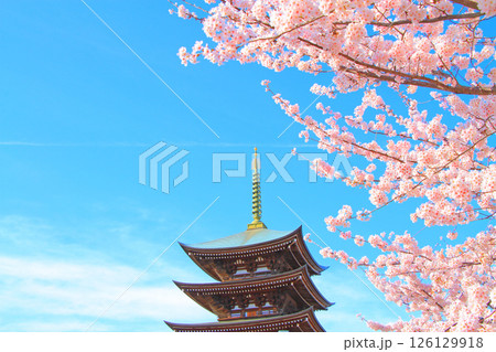 愛知県名古屋市、覚王山日泰寺五重塔と桜の風景 愛知県名古屋市、覚王山日泰寺五重塔と桜の風景 126129918