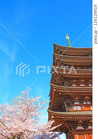 愛知県名古屋市、覚王山日泰寺五重塔と桜の風景 126129919