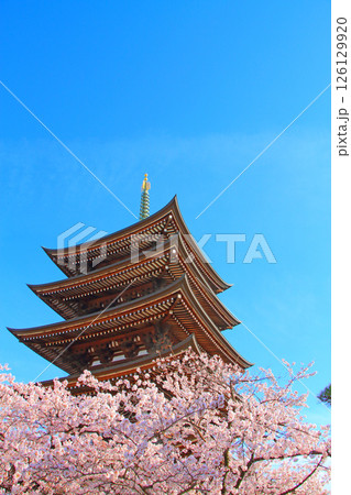 愛知県名古屋市、覚王山日泰寺五重塔と桜の風景 愛知県名古屋市、覚王山日泰寺五重塔と桜の風景 126129920