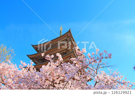 愛知県名古屋市、覚王山日泰寺五重塔と桜の風景 126129921