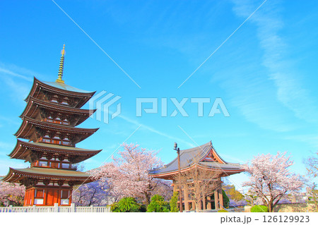 愛知県名古屋市、覚王山日泰寺五重塔と桜の風景 愛知県名古屋市、覚王山日泰寺五重塔と桜の風景 126129923