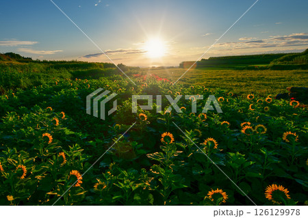 谷水棚田 長崎県南島原市 谷水棚田 長崎県南島原市 126129978