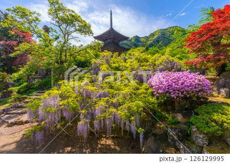 前山寺　藤の花の名所　「未完成の完成の塔」の三重塔 126129995