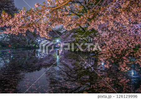 井の頭公園の夜桜 126129996