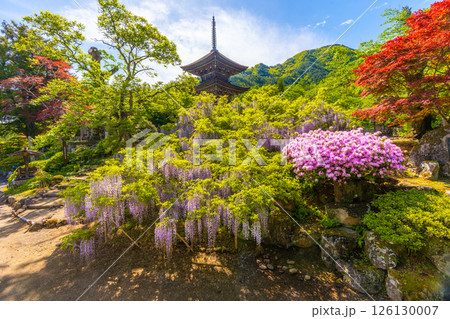 前山寺 藤の花の名所 「未完成の完成の塔」の三重塔 前山寺 藤の花の名所 「未完成の完成の塔」の三重塔 126130007