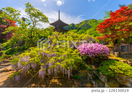 前山寺　藤の花の名所　「未完成の完成の塔」の三重塔 126130029