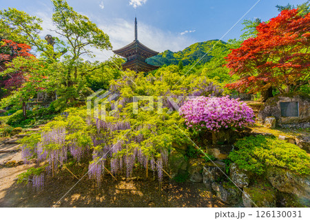 前山寺　藤の花の名所　「未完成の完成の塔」の三重塔 126130031