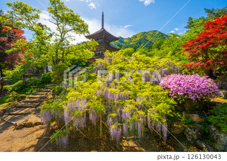 前山寺　藤の花の名所　「未完成の完成の塔」の三重塔 126130043