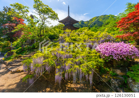 前山寺 藤の花の名所 「未完成の完成の塔」の三重塔 前山寺 藤の花の名所 「未完成の完成の塔」の三重塔 126130051